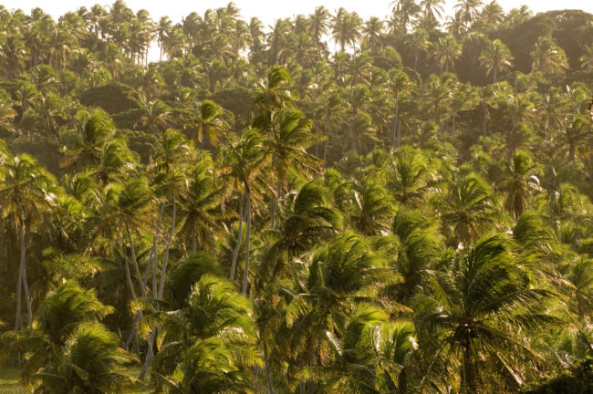 piantagione di palme da cocco in brasile