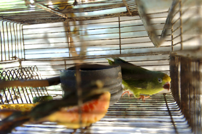 pappagallo in gabbia