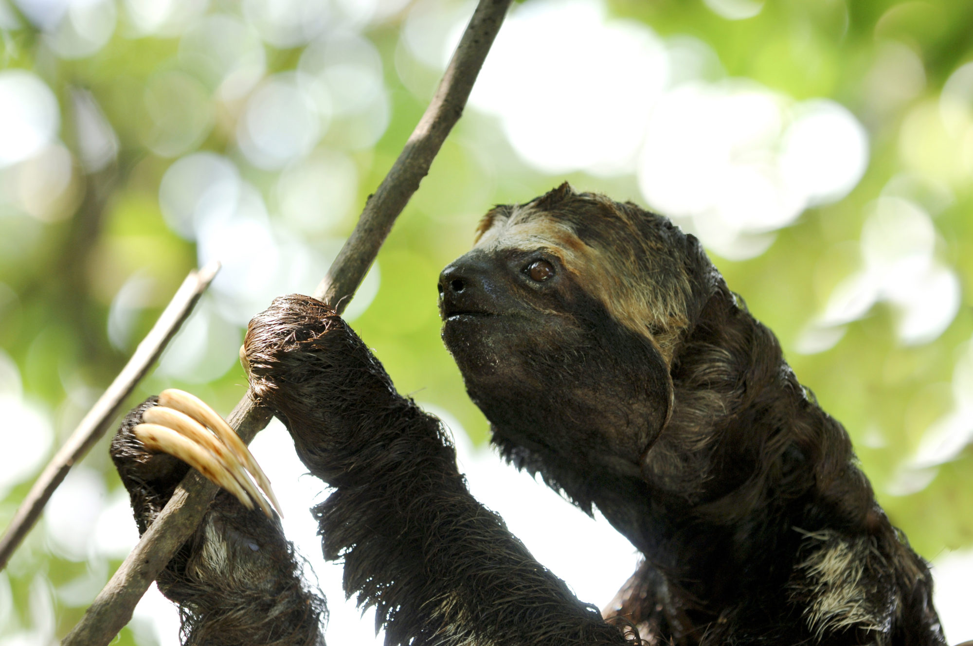 Foto di bradipo arrampicato su un ramo