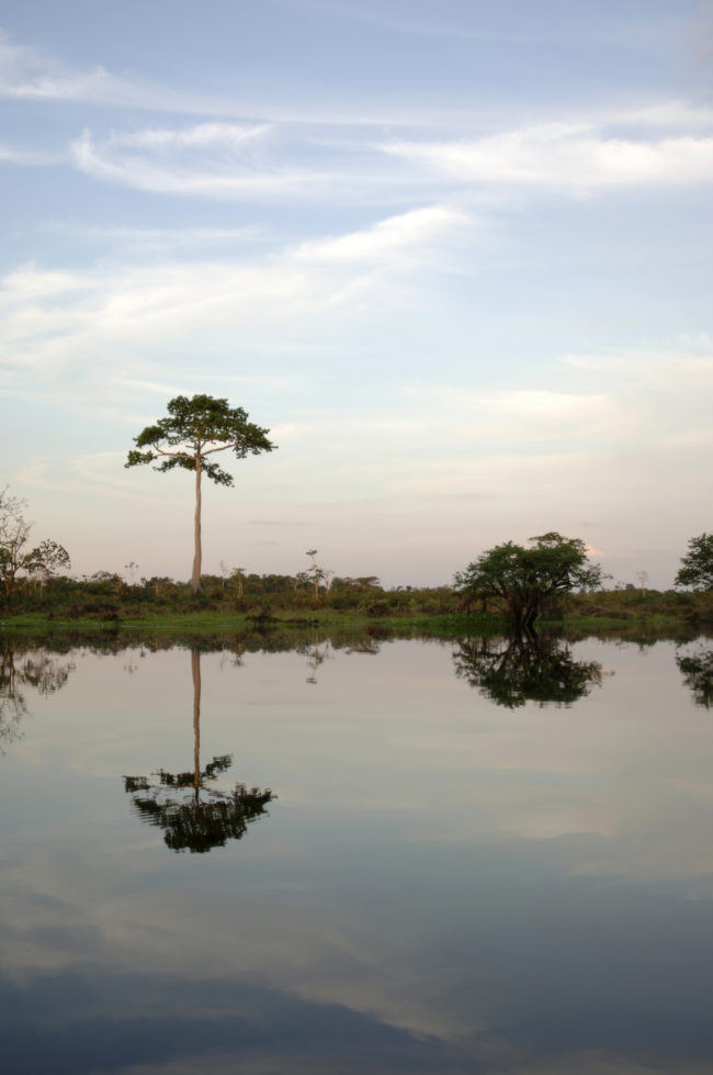 alberi si riflettono nell'acqua di un fiume in amazzonia