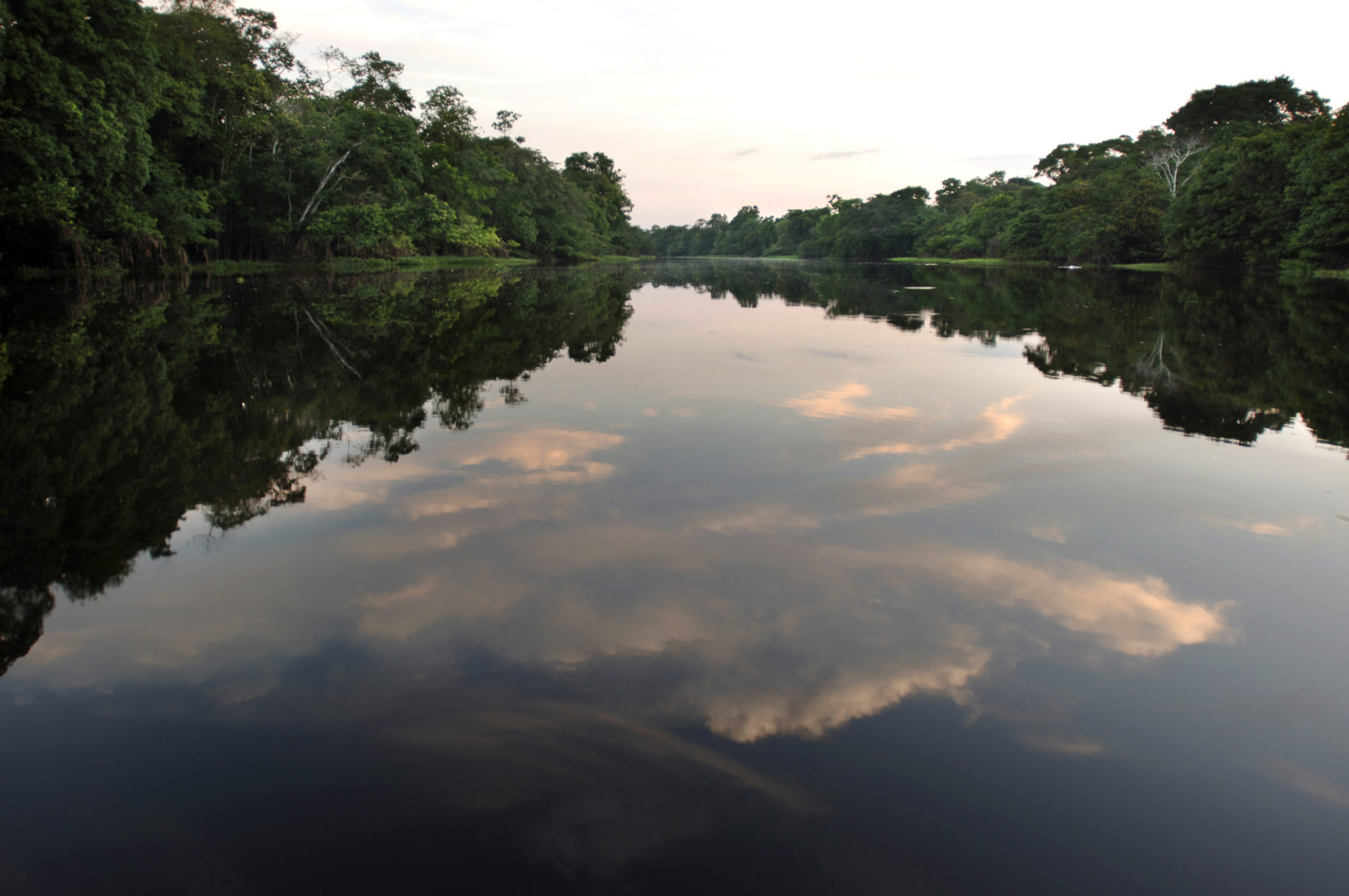 Foto di alberi si riflettono nell’acqua di un fiume in amazzonia