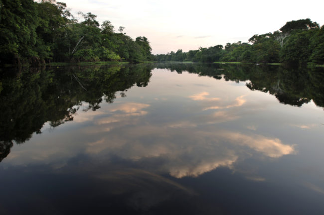 alberi si riflettono nell'acqua di un fiume in amazzonia