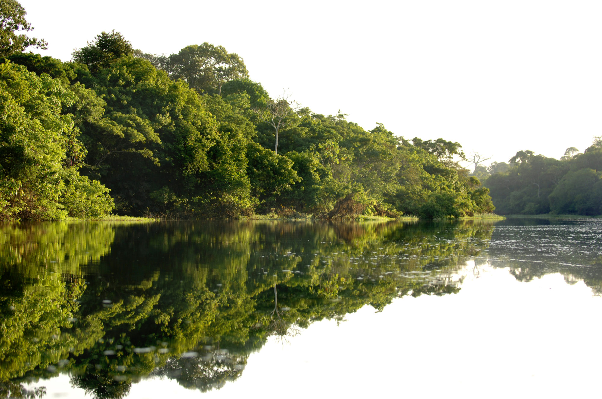 Foto di alberi si riflettono nell’acqua di un fiume in amazzonia