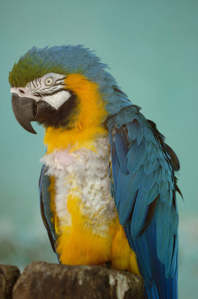 pappagallo ara ararunanello zoo di salvador de bahia