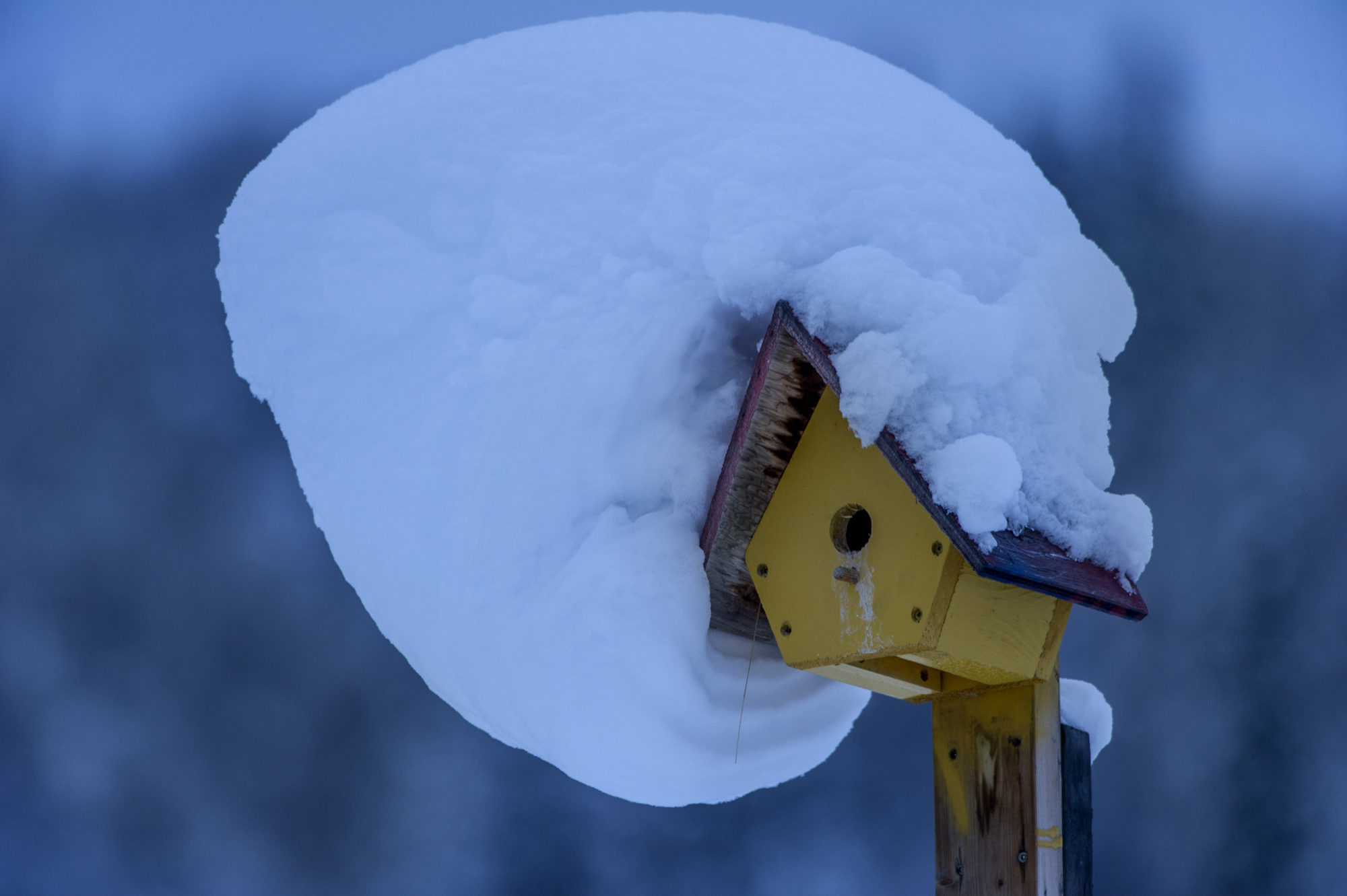 Foto di Casetta degli uccellini con neve