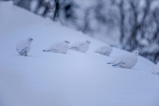 Pernici bianche sulla neve