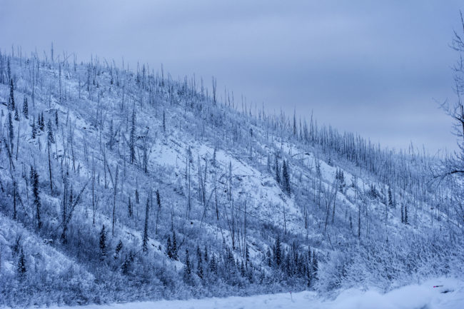 una foresta bruciata ricoperta di neve nello yukon