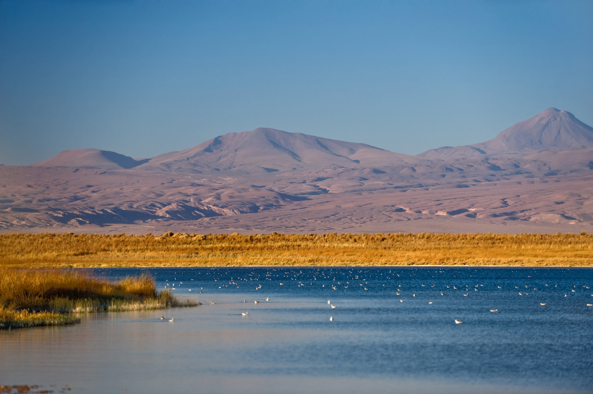 Foto di Deserto dell’Atacama