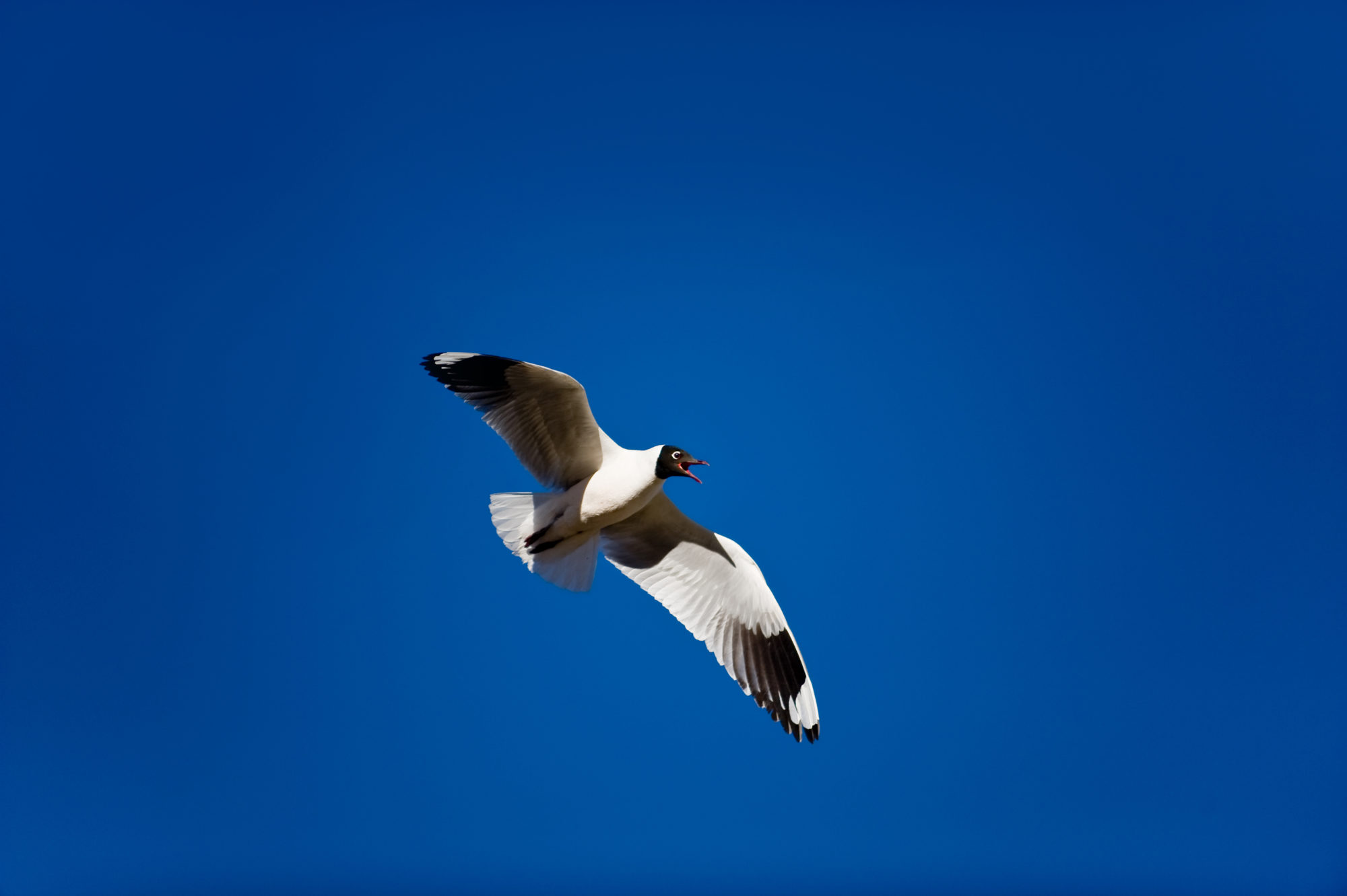 Foto di un uccello in volo nel cielo dell’atacama, cile