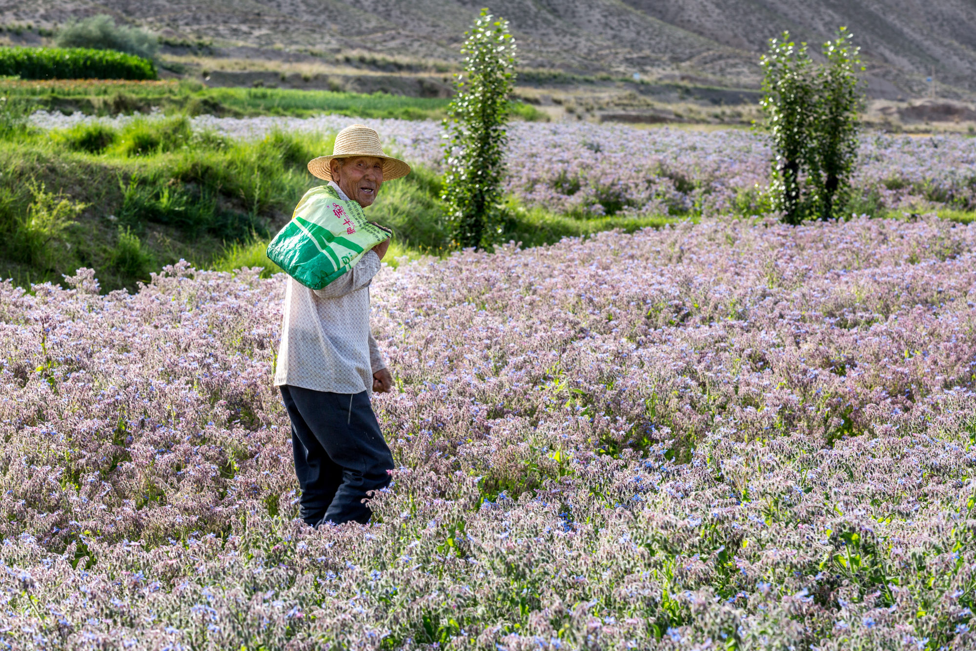 Foto di Sunan. Un uomo cammina in un campo fiorito