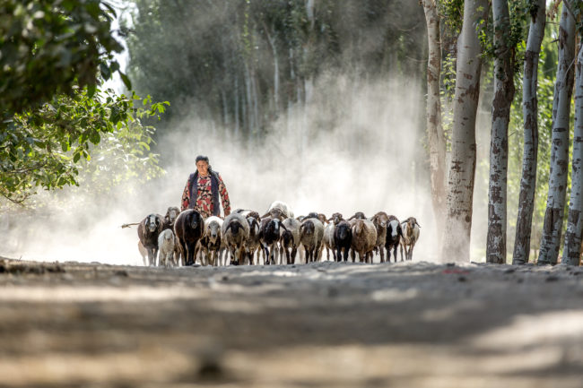 Una donna accompagna un gregge di pecore