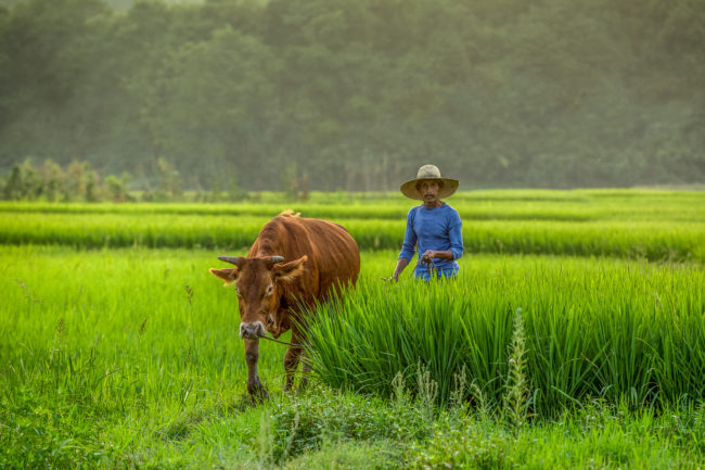 Un contadino in un campo di riso a Longshan