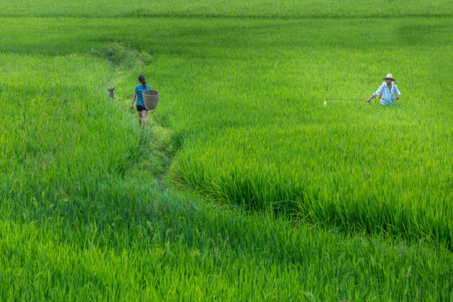 Agricoltori in un campo di riso a Longshan