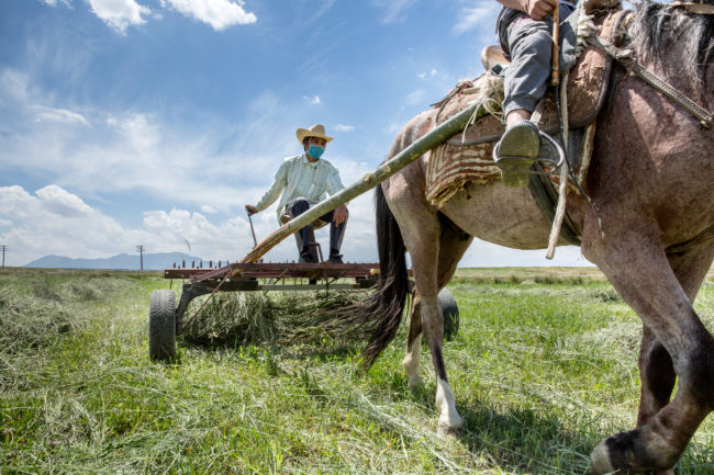 kighizistan, un agricoltore raccoglie l'erba con uno strumento primitivo tirato dal cavallo