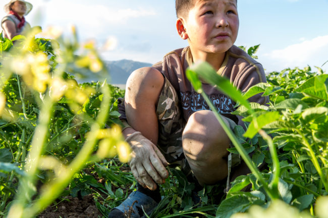 bambino in un campo di fagiolini a kockor, kirghizistan