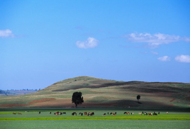 Mucche al pascolo su un altopiano etiope