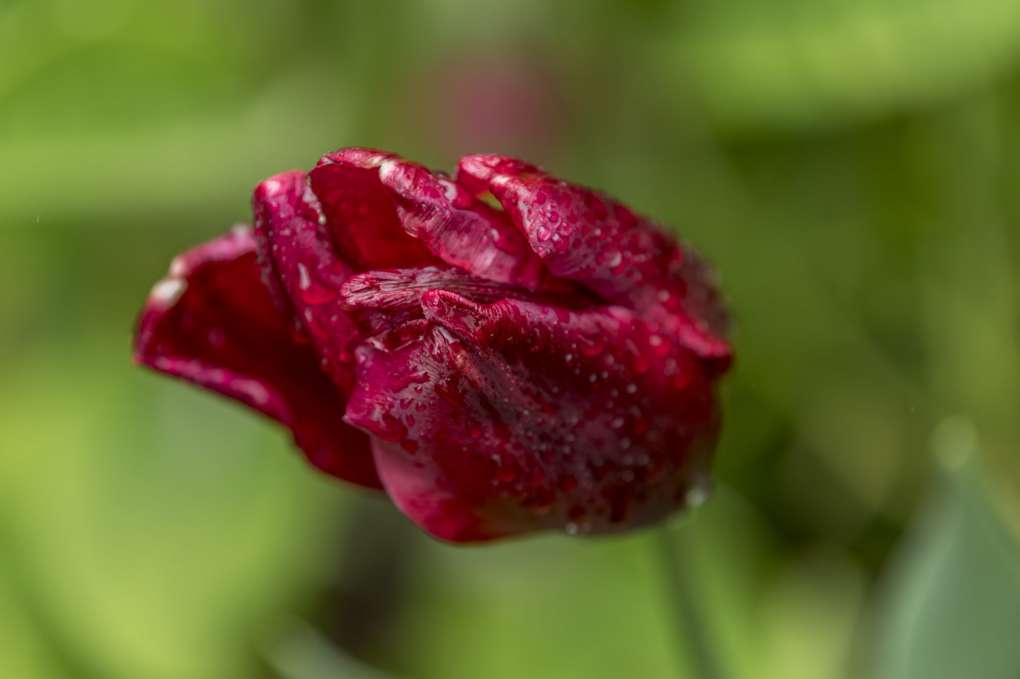 Foto di Dettaglio di un tulipano
