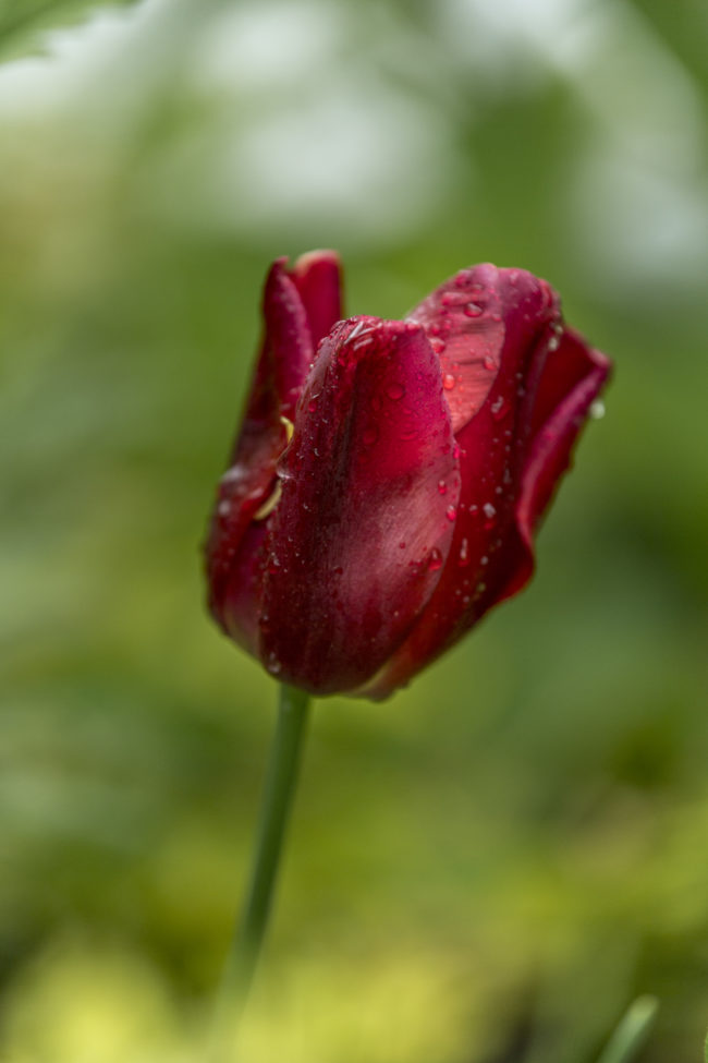 Dettaglio di un tulipano