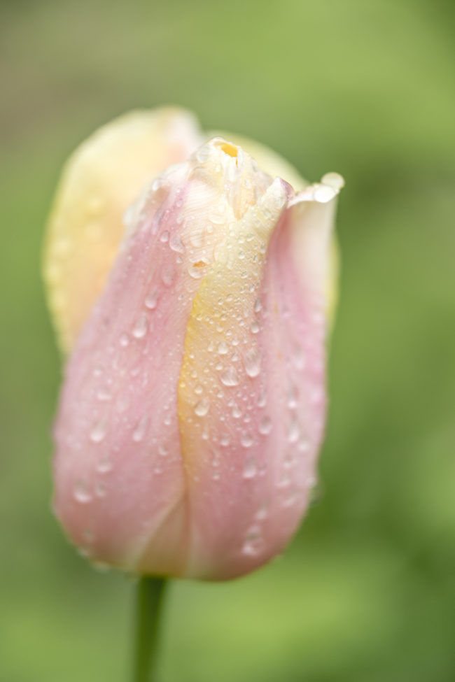 Dettaglio di un tulipano