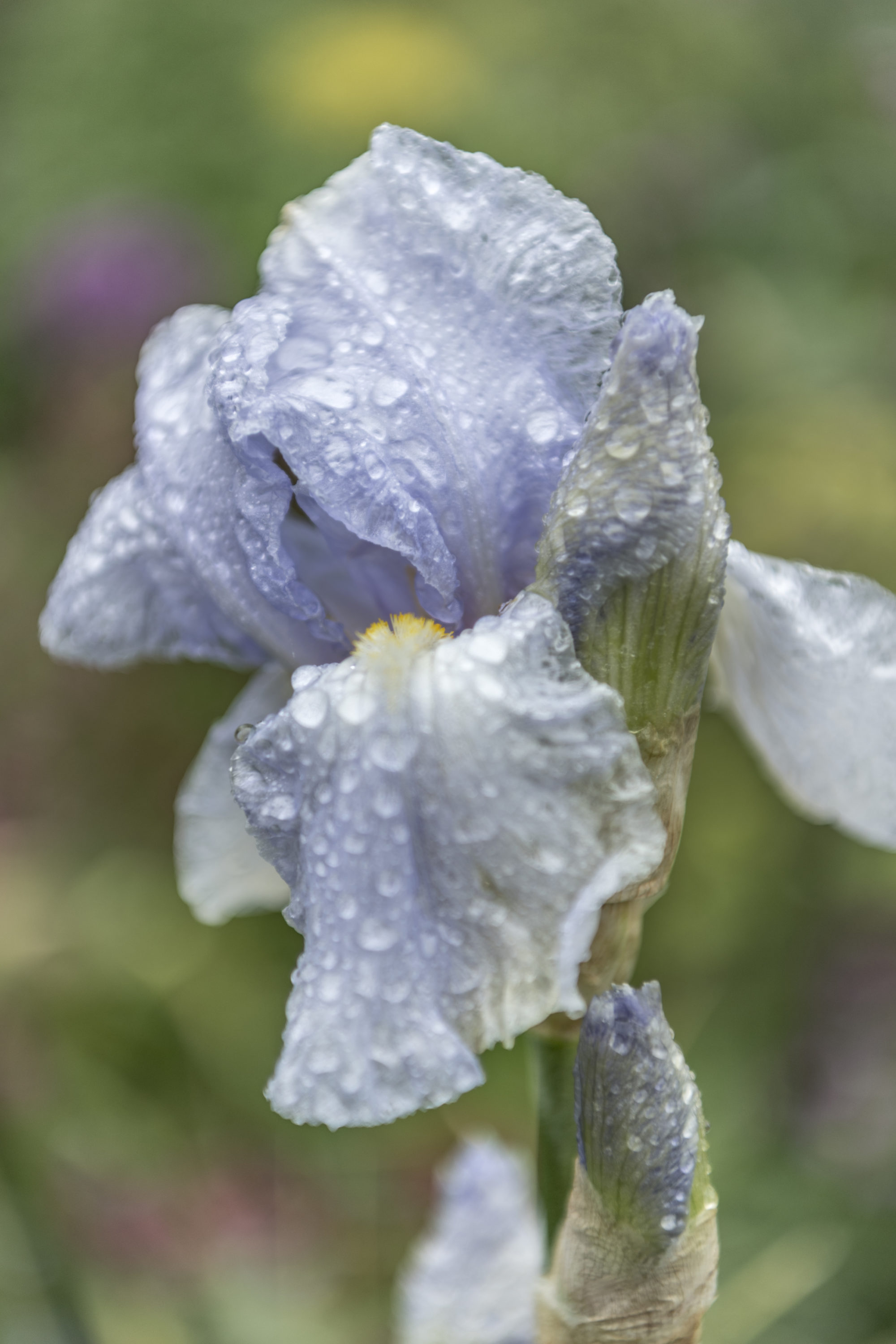 Foto di Dettaglio di un fiore nel giardino di Claude Monet