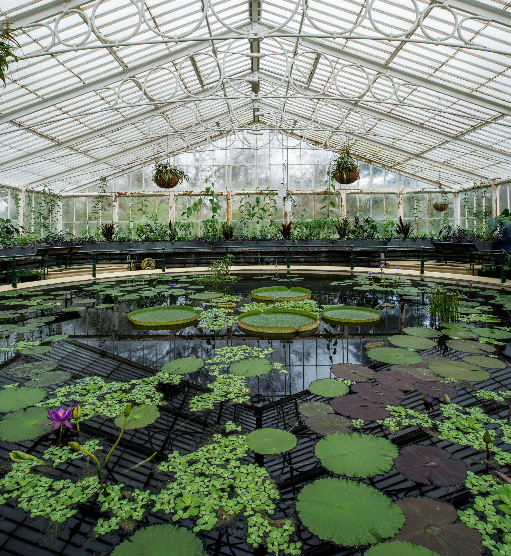 Foto di Giardini Botanici Reali di Kew