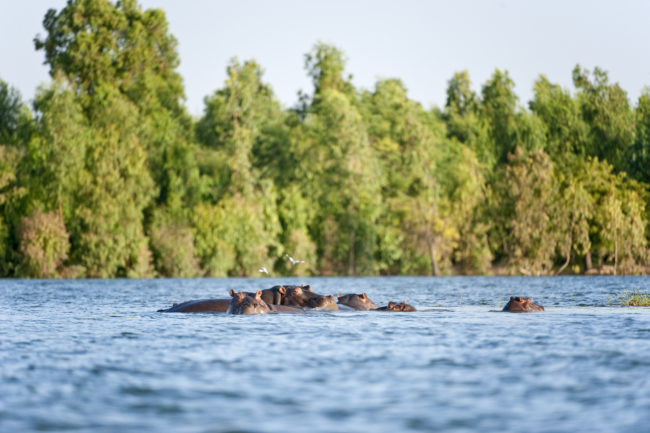 Ippopotami nel fiume Niger