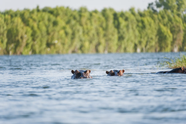 Ippopotami nel fiume Niger