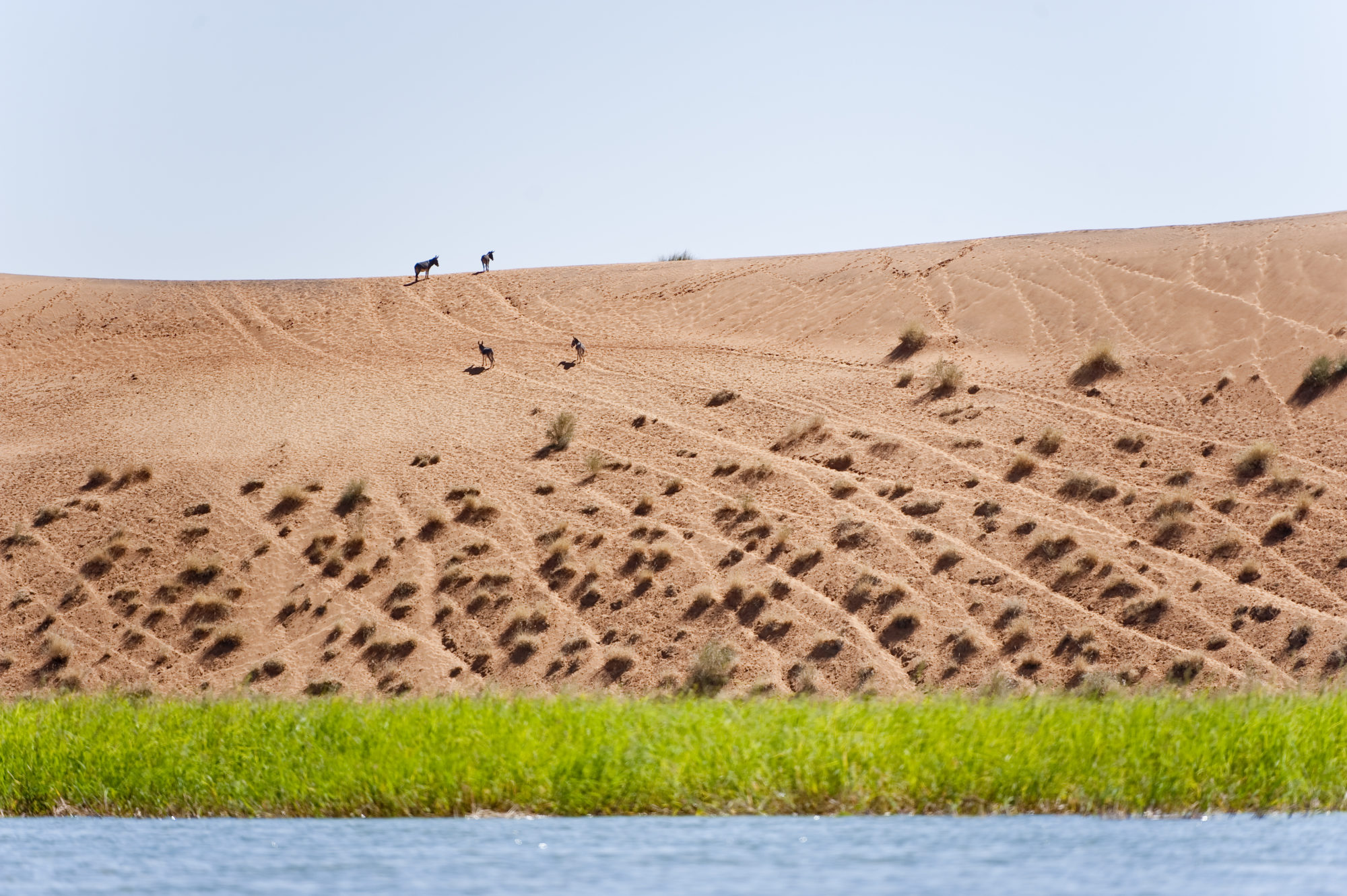 Foto di Asini su una duna di sabbia che lambisce il fiume Niger