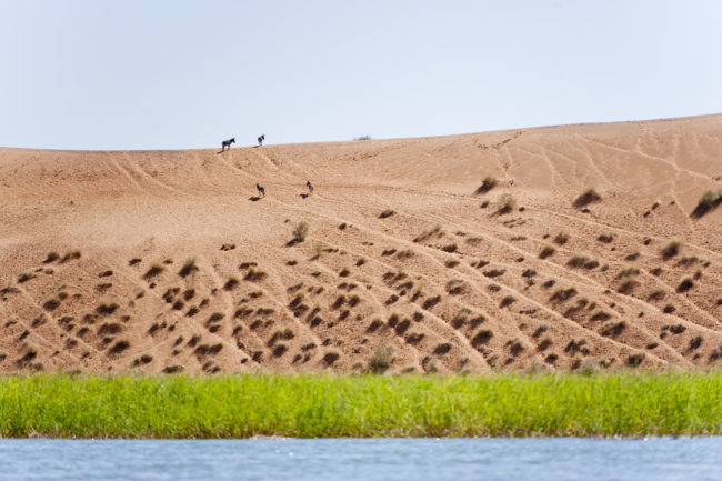Asini su una duna di sabbia che lambisce il fiume Niger
