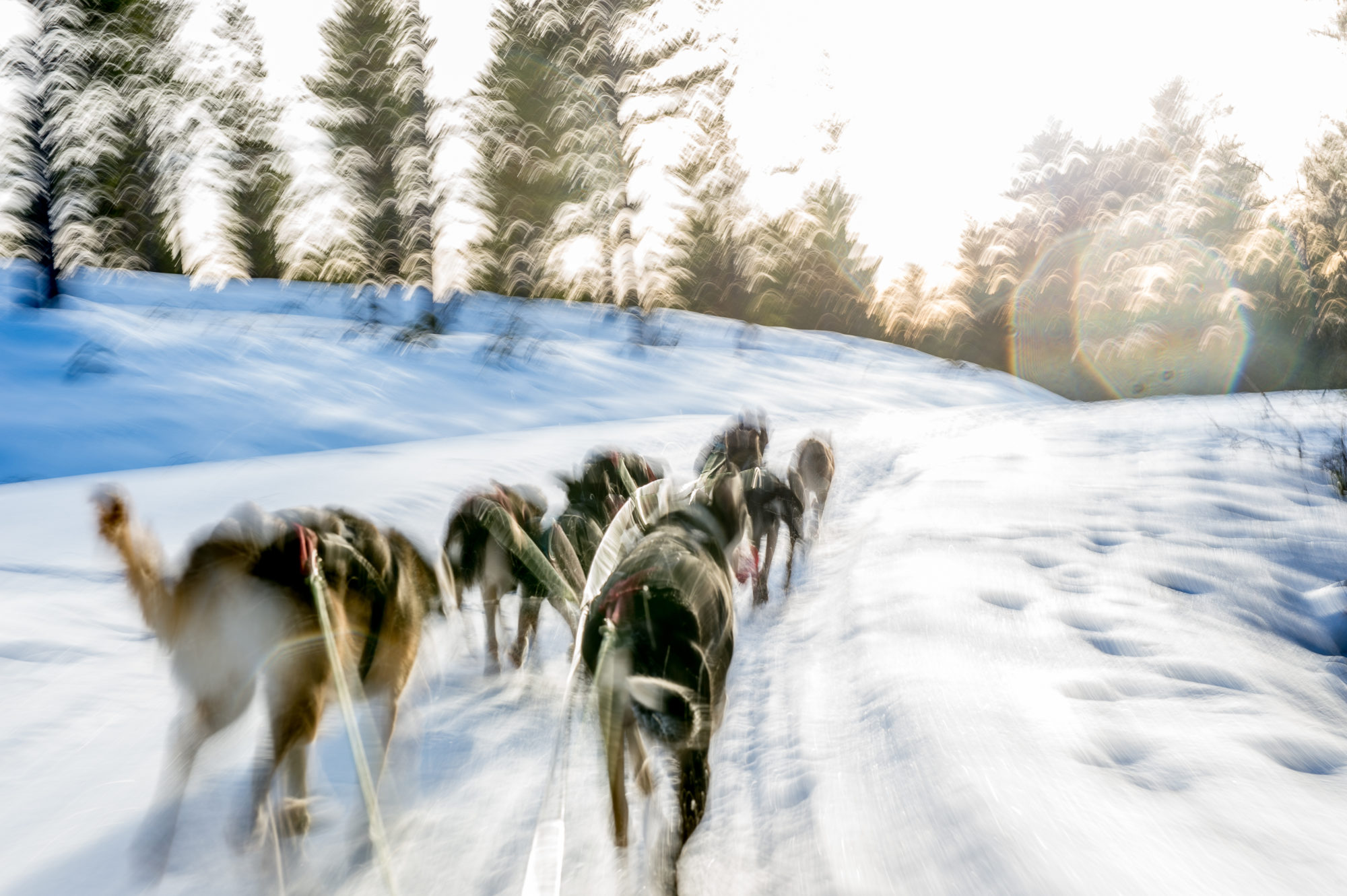 Foto di Una muta di cani da sleddog durante un allenamento