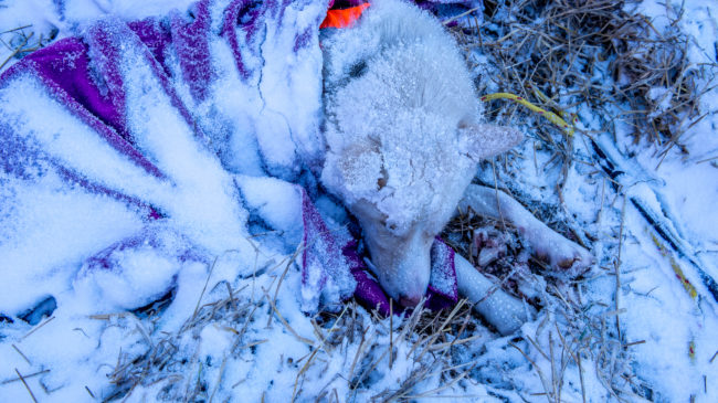 Husky infreddolito sotto alla tempesta di neve