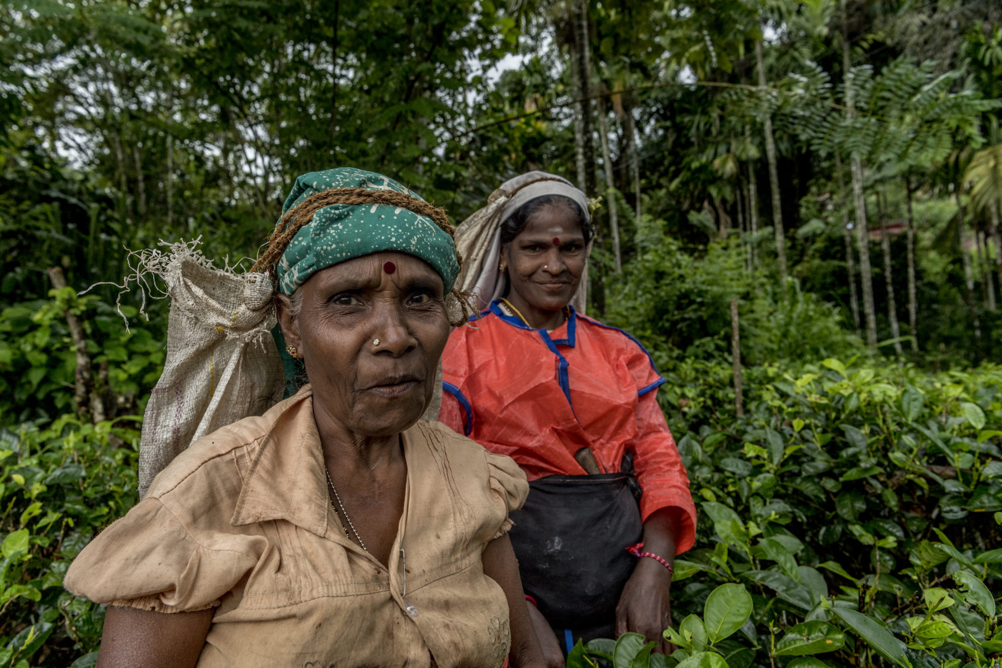 Foto di due raccoglitrici di tè in una piantagione a Nuwara