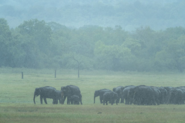 Minneriya National Park, elefanti sotto un acquazzone