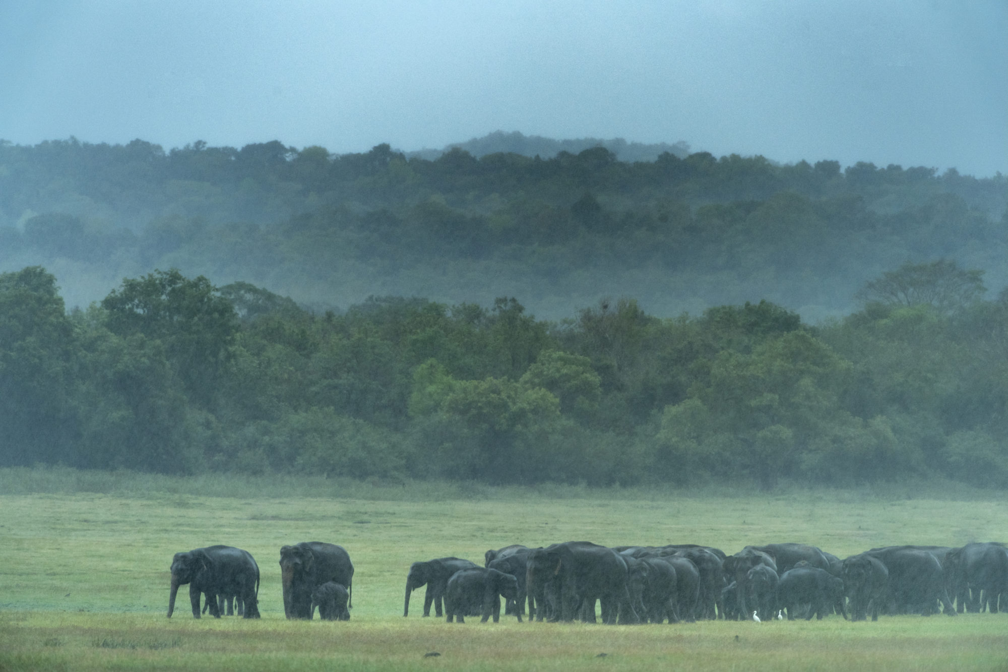 Foto di Minneriya National Park, elefanti sotto un acquazzone