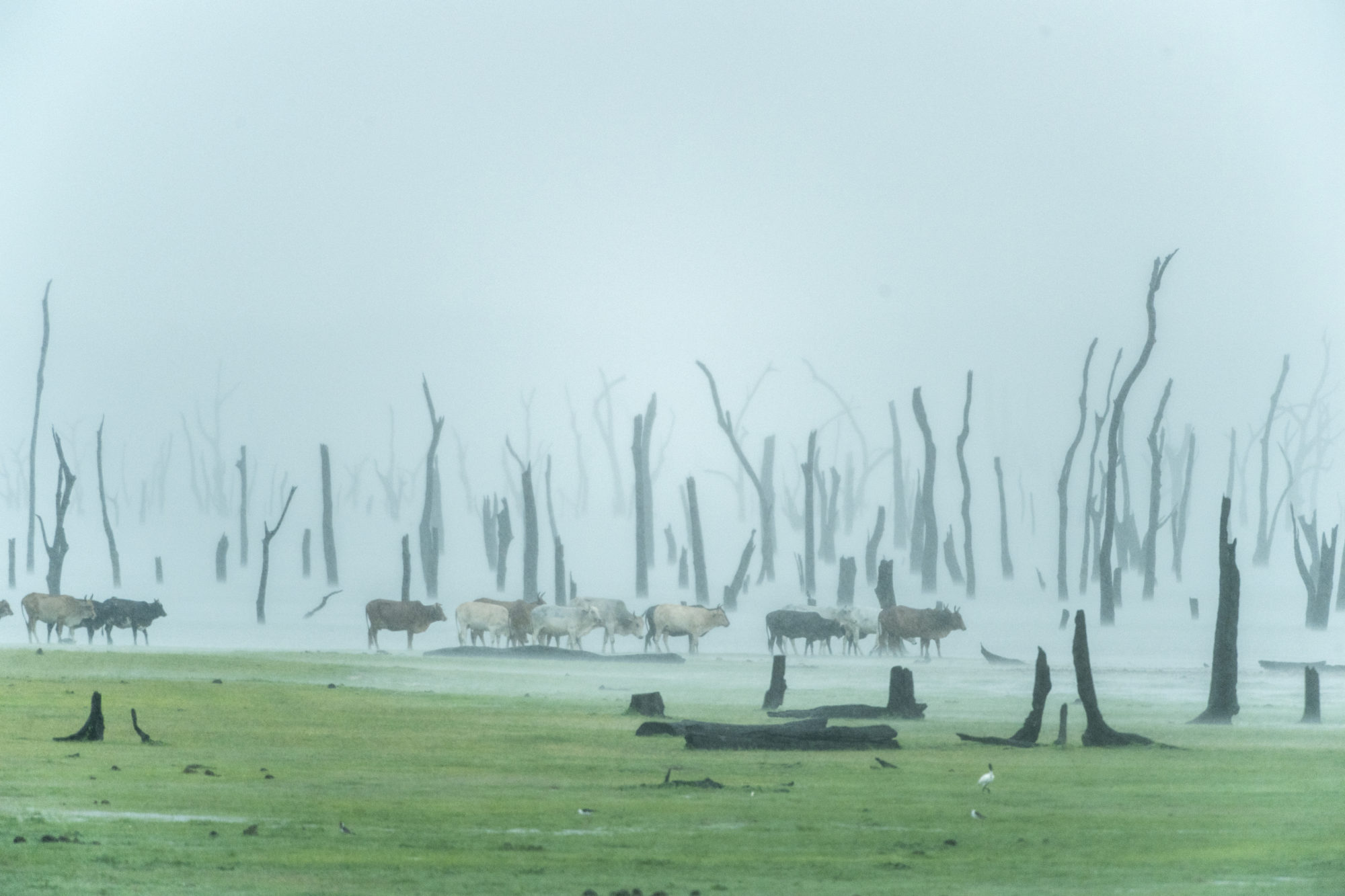 Foto di Minneriya National Park, mucche sotto un acquazzone