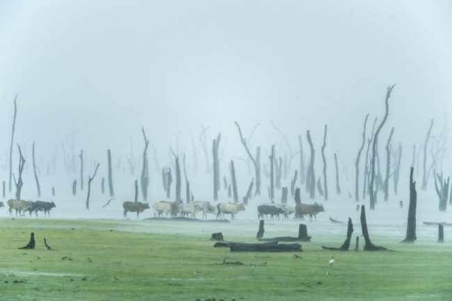 Minneriya National Park, mucche sotto un acquazzone