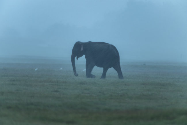 Minneriya National Park, elefante cammina in una radura allagata