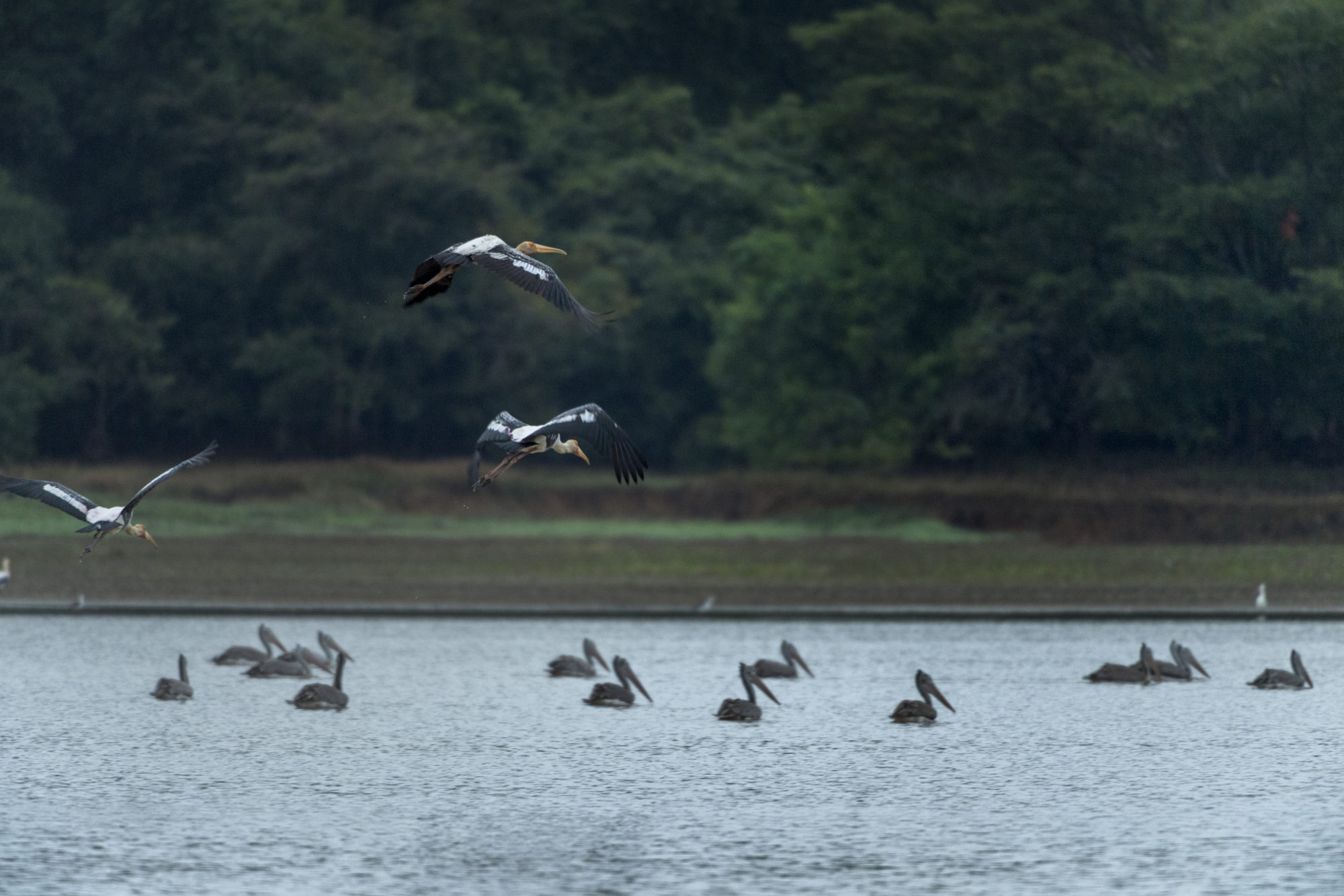 Foto di Ritigala natural reserve, cicogne in volo