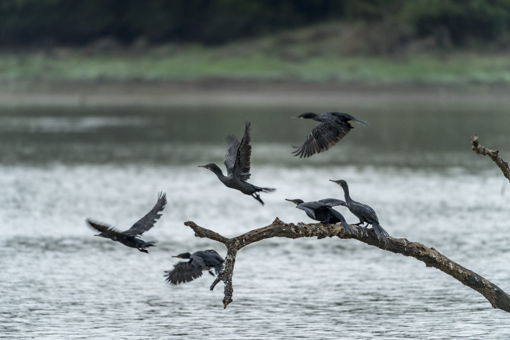 Foto di ritigala natural reserve, cormorani