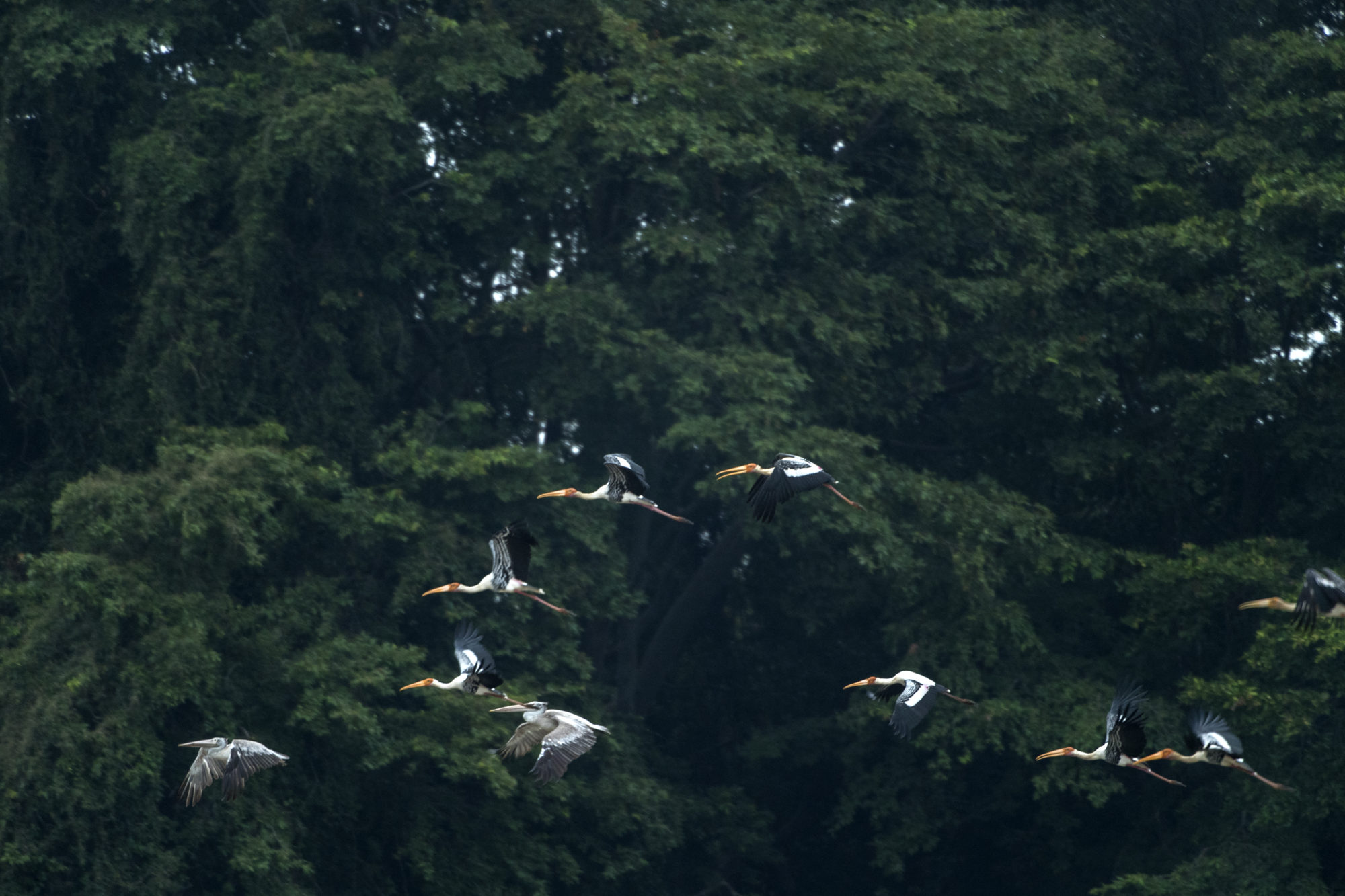 Foto di ritigala natural reserve, cicogne dipinte in volo