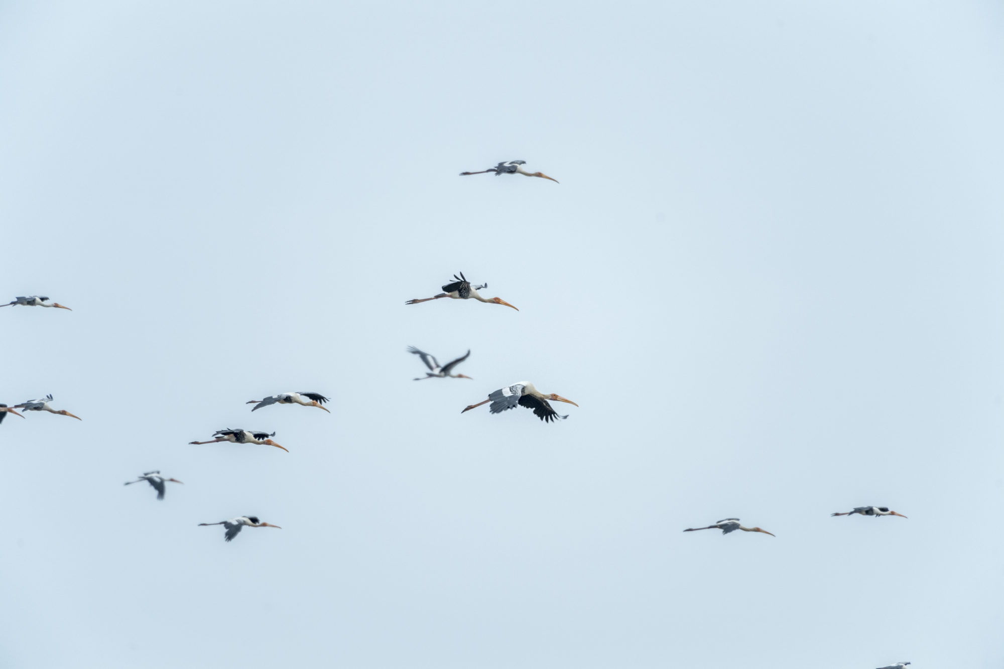 Foto di ritigala natural reserve, cicogne dipinte in volo