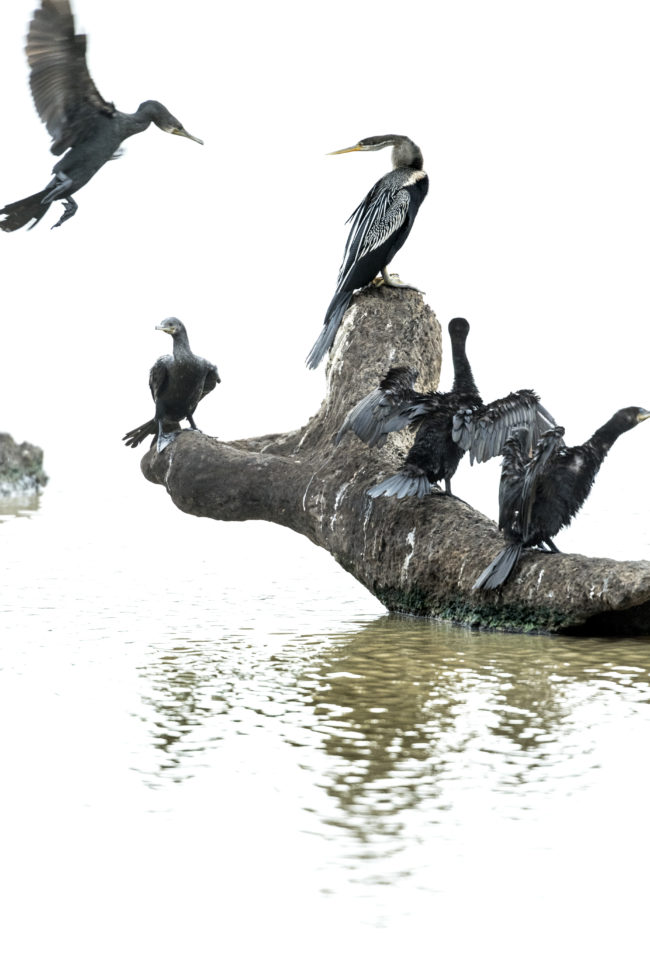 cormorani su un tronco a ritigala natural reserve