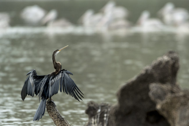 ritigala natural reserve , cormorano