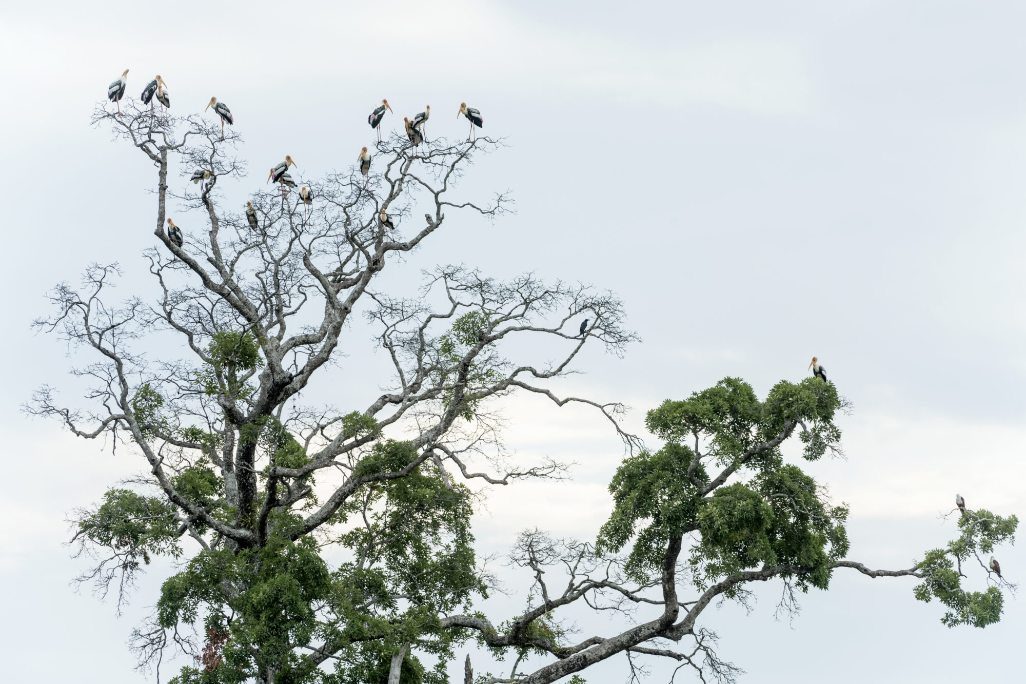 Foto di cicogne dipinte su un albero al ritigala natural reserve
