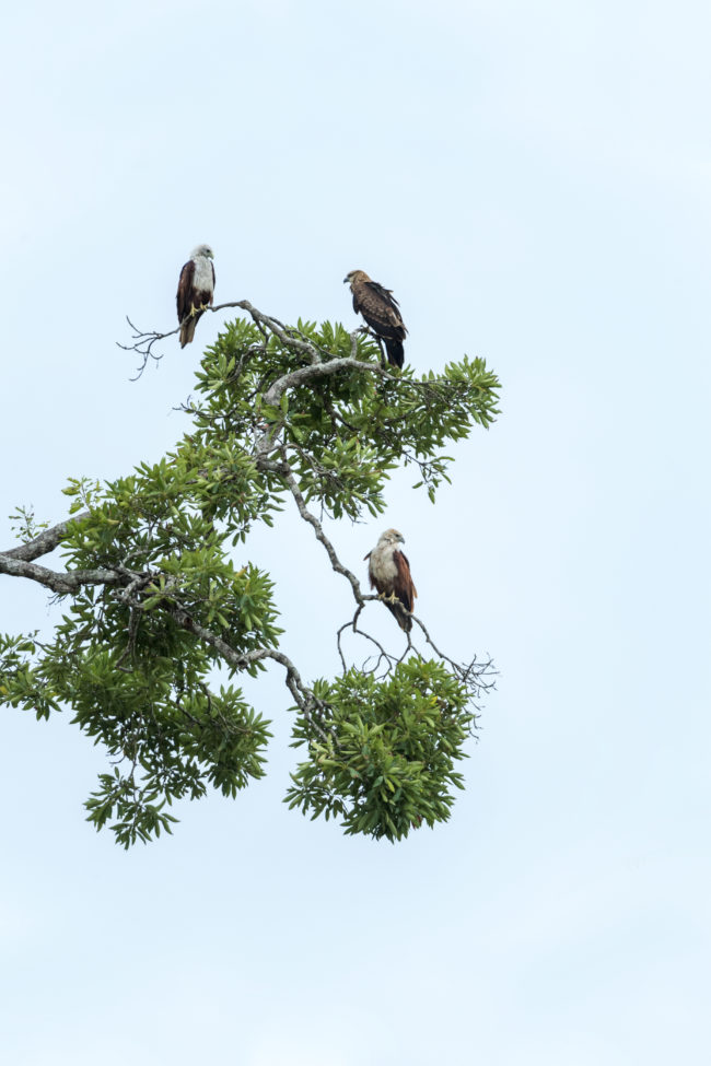 Tre aquile su un albero al ritigala natural reserve