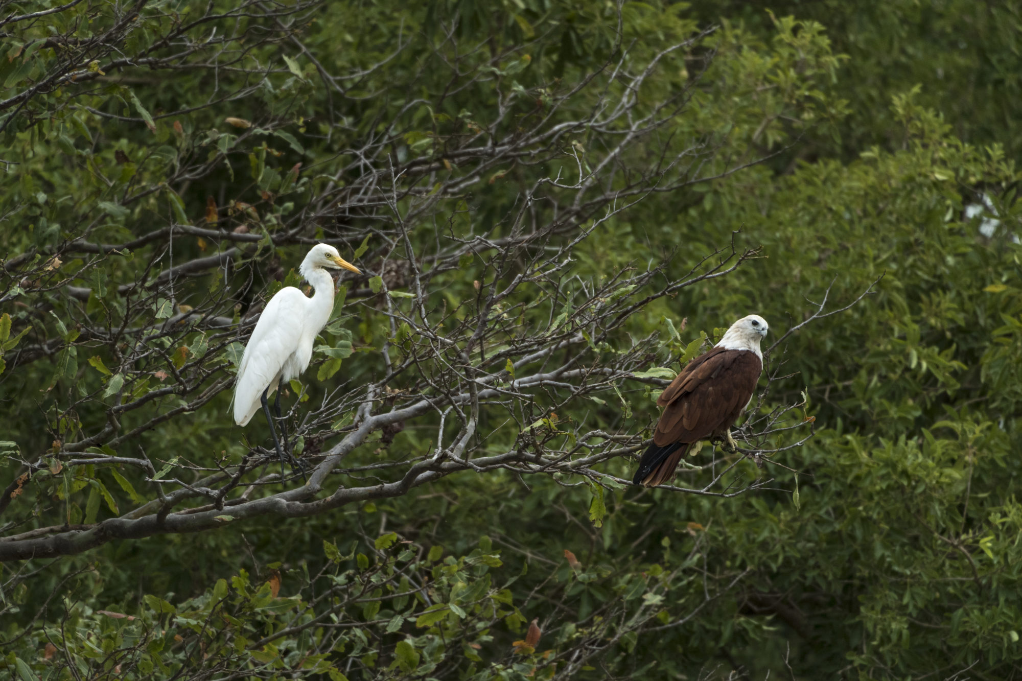 Foto di Aquila e airone bianco al ritigala natural reserve