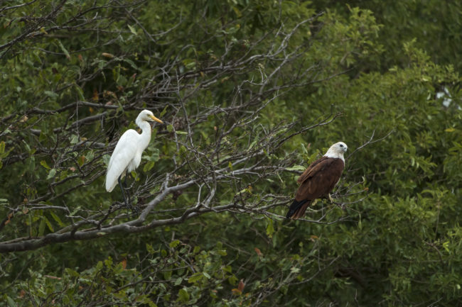 Aquila e airone bianco al ritigala natural reserve