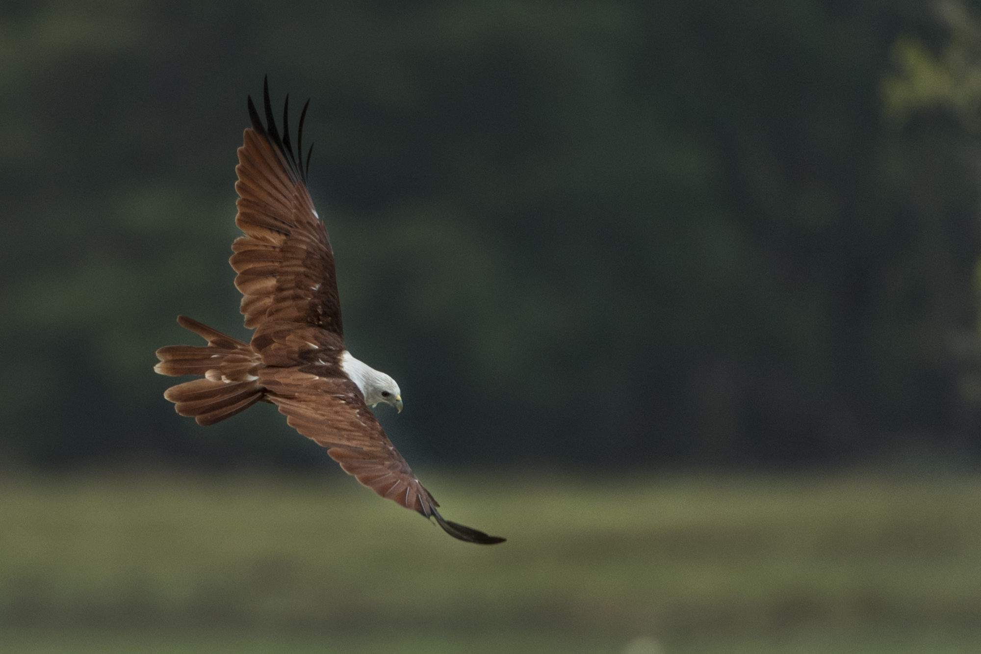 Foto di Aquila in volo al ritigala natural reserve