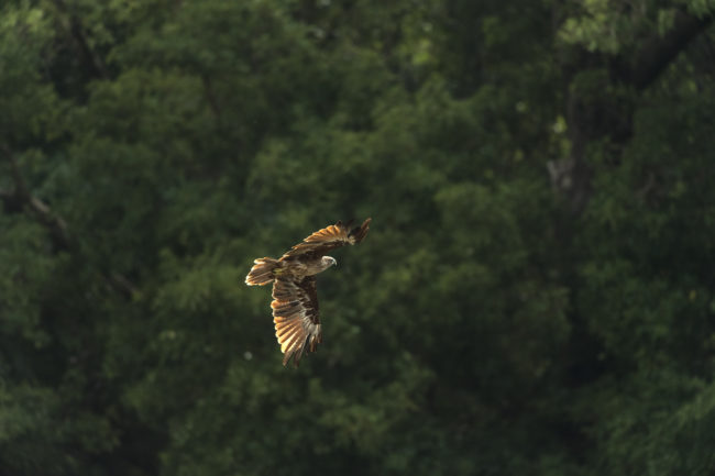 Aquila in volo al ritigala natural reserve