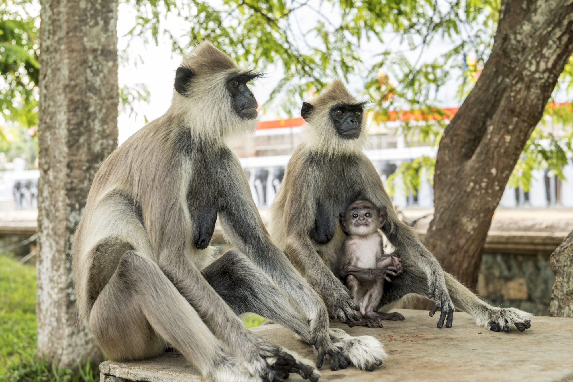 Foto di polonnaruwa, scimmie